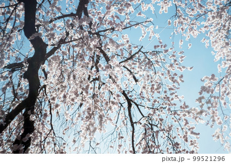 林陽寺の枝垂れ桜 99521296
