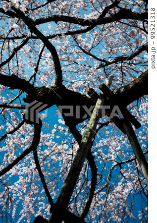 林陽寺の枝垂れ桜 99521318