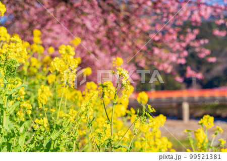 （静岡県）河津町・河津桜まつり・満開の河津桜 99521381