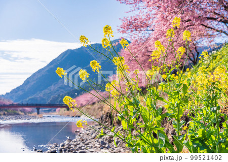 （静岡県）河津町・河津桜まつり・満開の河津桜 99521402