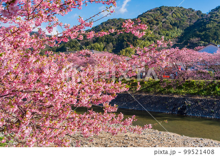 (静岡県)河津町・河津桜まつり・満開の河津桜 (静岡県)河津町・河津桜まつり・満開の河津桜 99521408