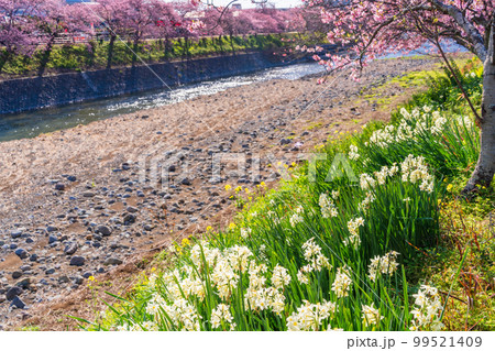 (静岡県)河津町・河津桜まつり・満開の河津桜 (静岡県)河津町・河津桜まつり・満開の河津桜 99521409