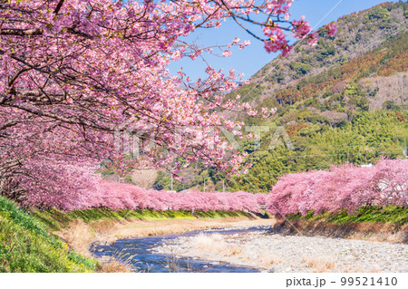 （静岡県）河津町・河津桜まつり・満開の河津桜 99521410