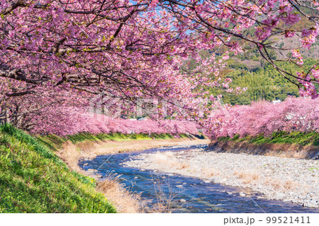 （静岡県）河津町・河津桜まつり・満開の河津桜 99521411