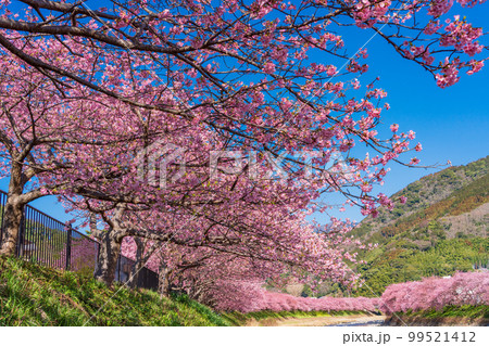 (静岡県)河津町・河津桜まつり・満開の河津桜 (静岡県)河津町・河津桜まつり・満開の河津桜 99521412