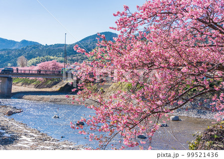 （静岡県）河津町・河津桜まつり・満開の河津桜 99521436