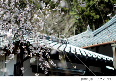 林陽寺の枝垂れ桜 99521441