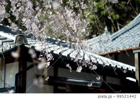 林陽寺の枝垂れ桜 99521442