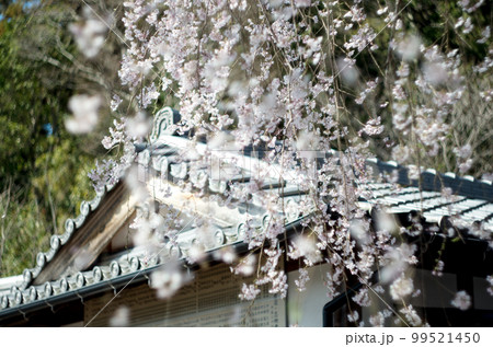 林陽寺の枝垂れ桜 99521450