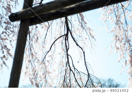 林陽寺の枝垂れ桜 99521452