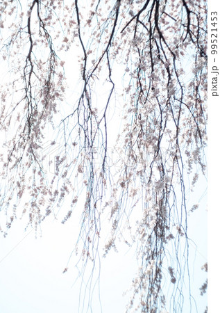 林陽寺の枝垂れ桜 99521453