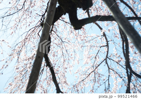 林陽寺の枝垂れ桜 林陽寺の枝垂れ桜 99521466