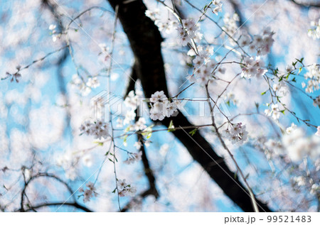 林陽寺の枝垂れ桜 99521483