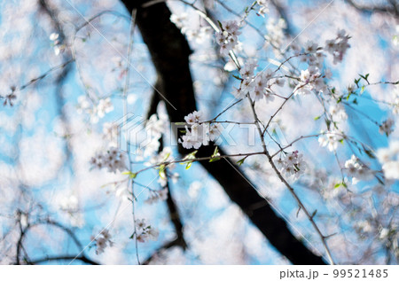 林陽寺の枝垂れ桜 99521485