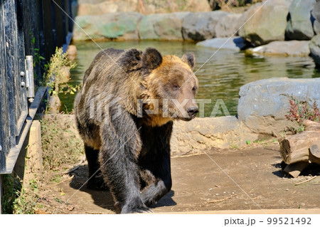 ヒグマ (北海道旭川市旭山動物園えぞひぐま館) ヒグマ (北海道旭川市旭山動物園えぞひぐま館) 99521492