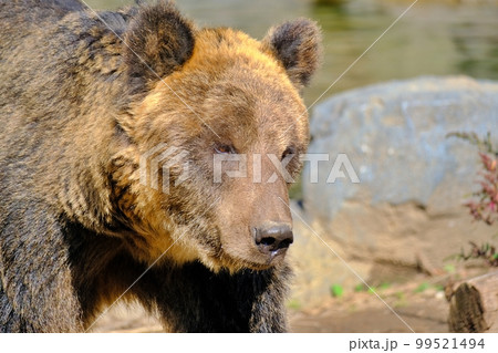 ヒグマ　（北海道旭川市旭山動物園えぞひぐま館） 99521494