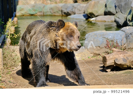 ヒグマ　（北海道旭川市旭山動物園えぞひぐま館） 99521496