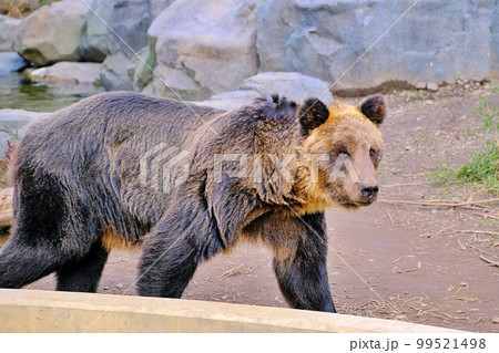 ヒグマ (北海道旭川市旭山動物園えぞひぐま館) ヒグマ (北海道旭川市旭山動物園えぞひぐま館) 99521498