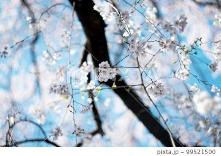 林陽寺の枝垂れ桜 99521500