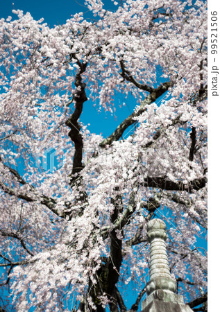 林陽寺の枝垂れ桜 99521506