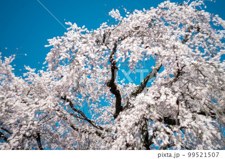林陽寺の枝垂れ桜 林陽寺の枝垂れ桜 99521507