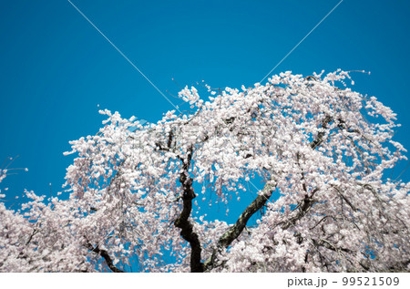 林陽寺の枝垂れ桜 99521509