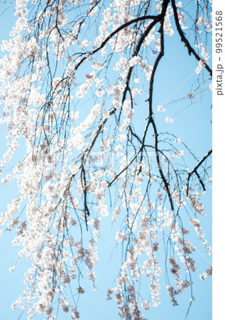 林陽寺の枝垂れ桜 99521568