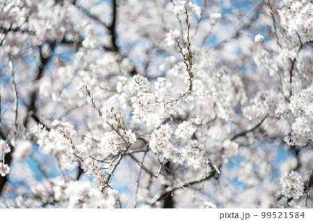 林陽寺の枝垂れ桜 99521584