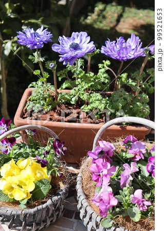 春の花寄せ植え&寄せ鉢 春の花寄せ植え&寄せ鉢 99521653