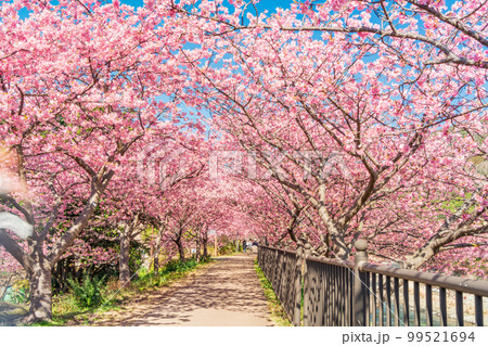 （静岡県）河津町・河津桜まつり・満開の河津桜トンネル 99521694