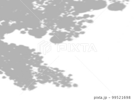 Summer background of shadows from maple leaves and branches on a white wall. White and black for photo or mockup 99521698