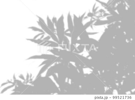 Summer background shadows from peony leaves on a white wall. White and black background to overlay on the mockup 99521736