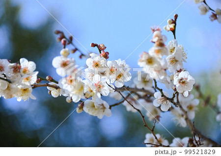 梅の花 梅の花 99521829