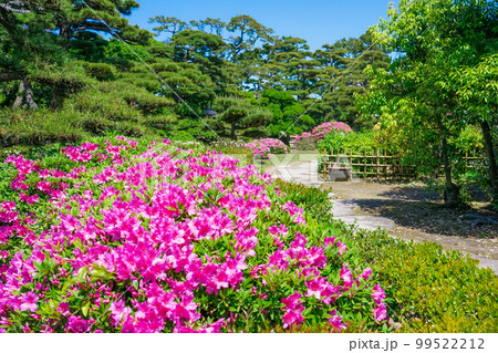 春の玉藻公園 披雲閣庭園（香川県高松市） 99522212