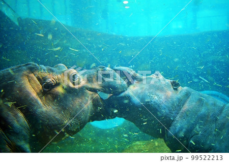 旭山動物園 かば館　（北海道旭川市） 99522213