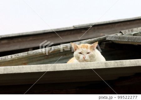 cat basking in the sun and sunbathing in the morning 99522277