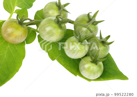 Organic fresh tomato with leaves isolated on white background 99522280