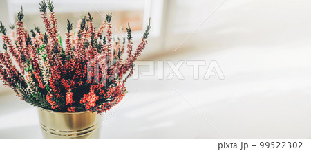 Violet Heather flowers Calluna vulgaris. Banner with small pink lilac petal plants 99522302