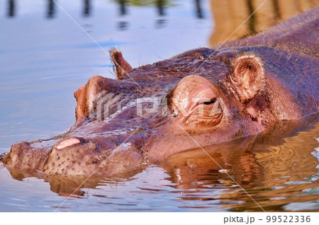 旭山動物園 かば館　（北海道旭川市） 99522336