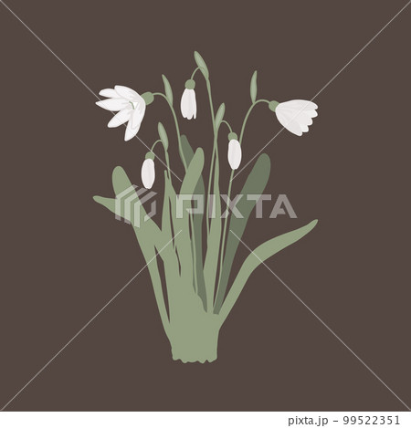 Snowdrop bouquet isolated on white background. First spring flower bunch vector illustration 99522351