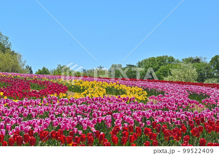 チューリップ　春　世羅高原 99522409