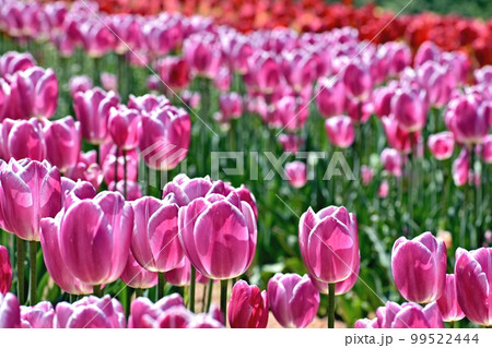 チューリップ 春 世羅高原 チューリップ 春 世羅高原 99522444