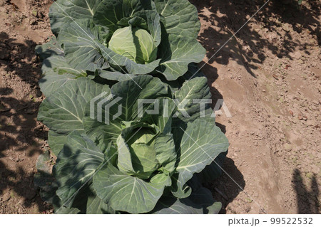 green colored healthy fresh cabbage on farm for harvest are cash crops 99522532