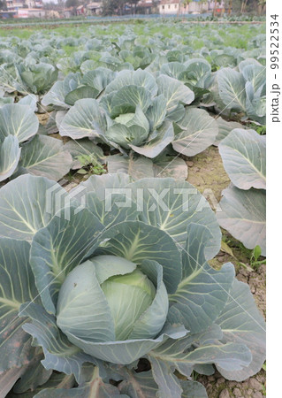 green colored healthy fresh cabbage on farm for harvest are cash crops green colored healthy fresh cabbage on farm for harvest are cash crops 99522534