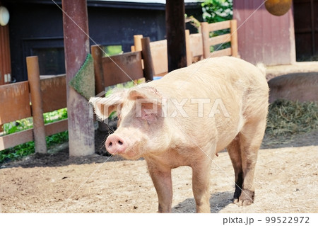 ぶた　（北海道旭川市旭山動物園第2こども牧場） 99522972