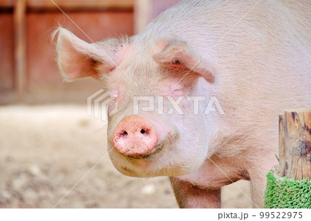 ぶた　（北海道旭川市旭山動物園第2こども牧場） 99522975