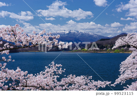 桜と釜房湖(釜房ダム)【宮城県川崎町】 桜と釜房湖(釜房ダム)【宮城県川崎町】 99523115