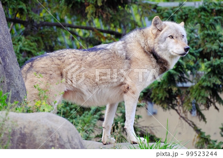 旭山動物園 シンリンオオカミ 2種 未開封】旭山動物園数量限定