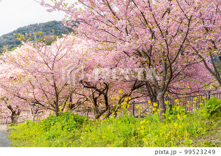 河津川沿いの河津桜並木 99523249