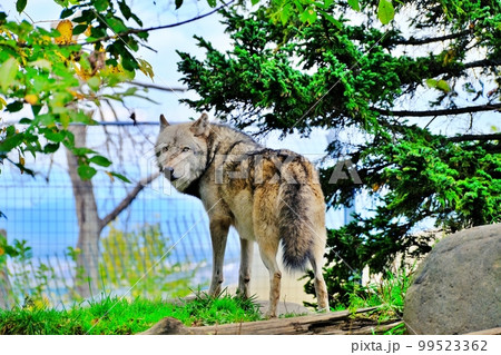 シンリンオオカミ　（北海道旭川市旭山動物園） 99523362